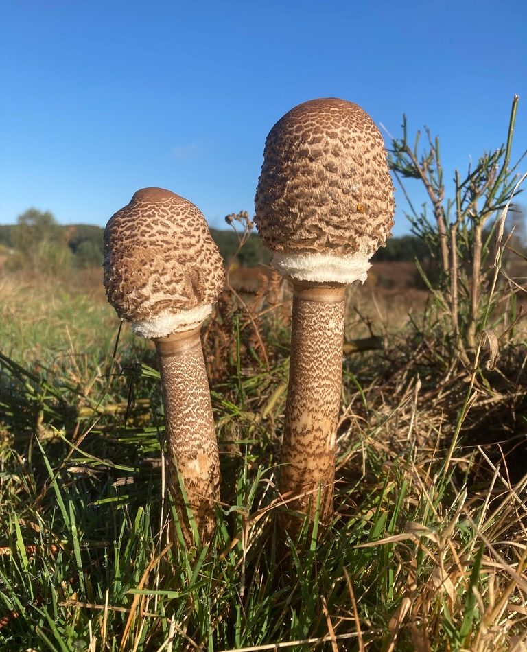 Parasol Mushroom reference