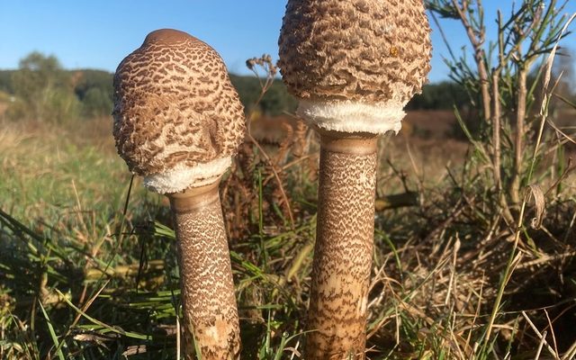Parasol Mushroom reference