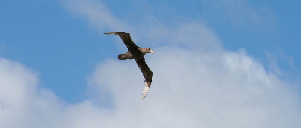 Southern Giant-Petrel reference