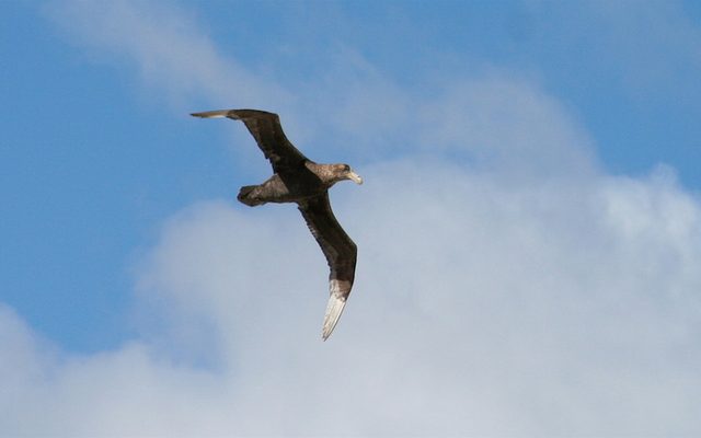 Southern Giant Petrel reference