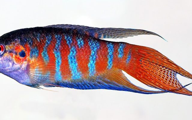 Paradise Fish reference