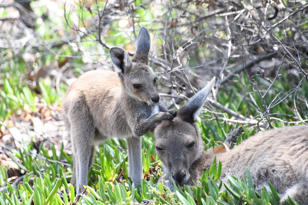 Western Grey Kangaroo reference