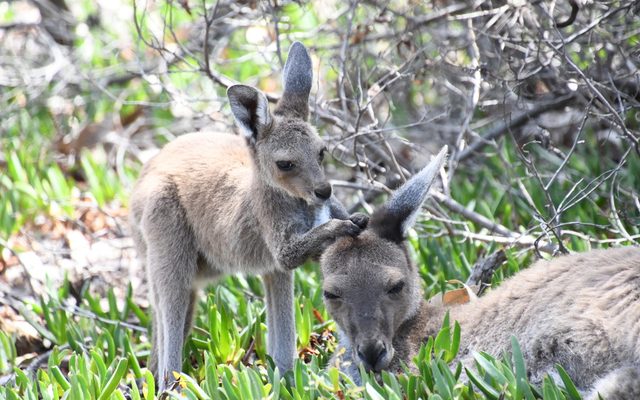 Western Grey Kangaroo reference