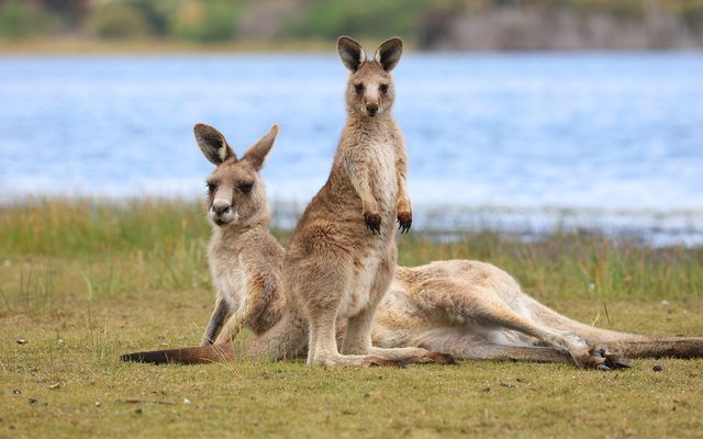 Eastern Grey Kangaroo reference