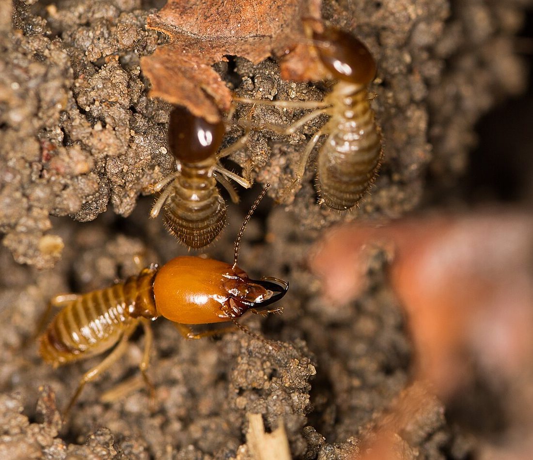 Macrotermes bellicosus reference