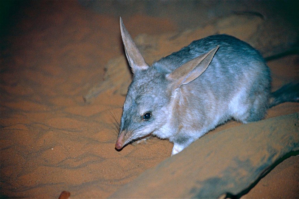 Greater Bilby reference