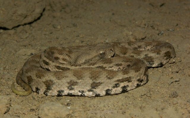 Levantine Viper reference