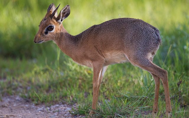Kirk's Dik-dik reference