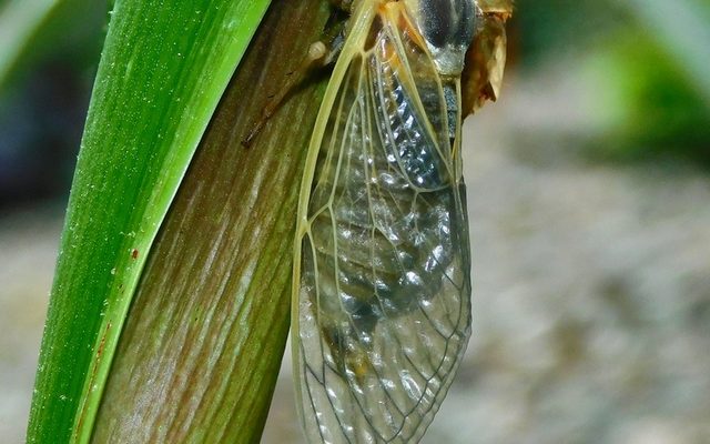 Periodical Cicada reference
