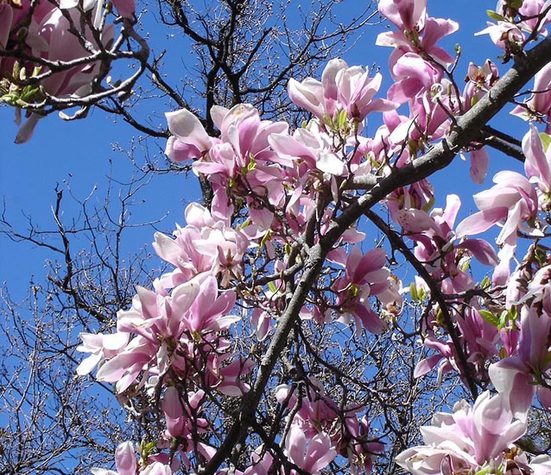 Magnolia soulangeana reference