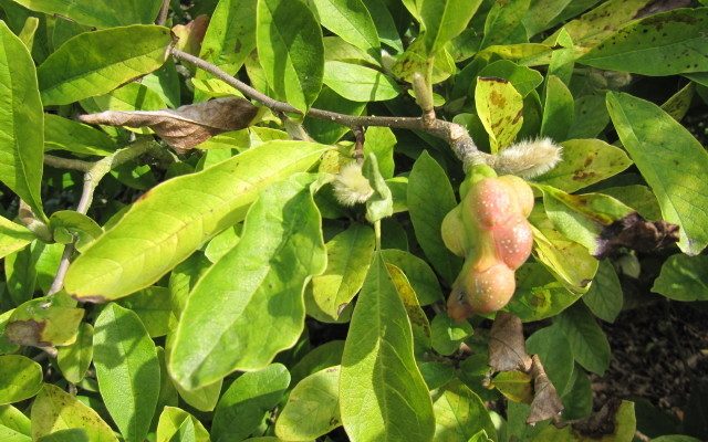 Star Magnolia reference