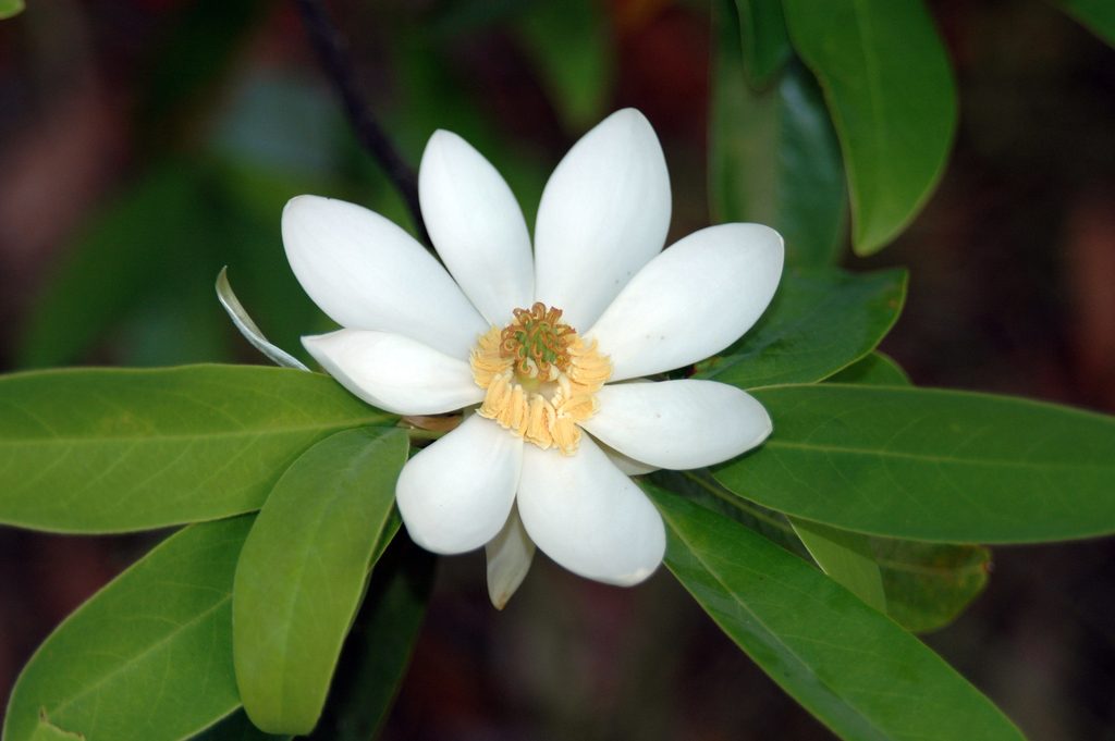 sweetbay magnolia reference