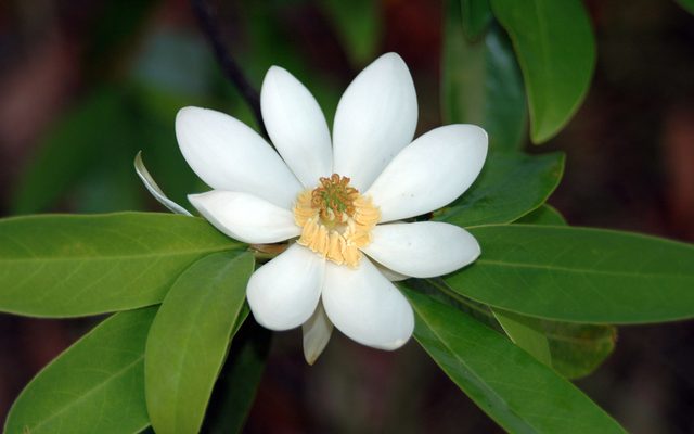 Sweetbay Magnolia reference