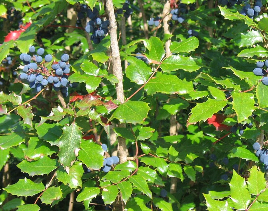Mahonia aquifolium reference