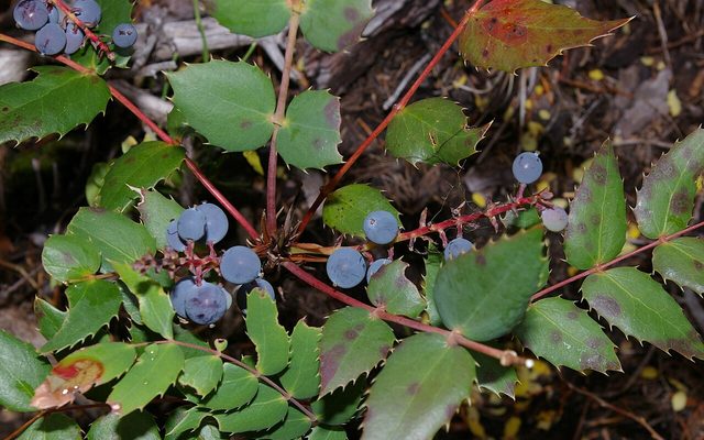 Cascade Barberry reference