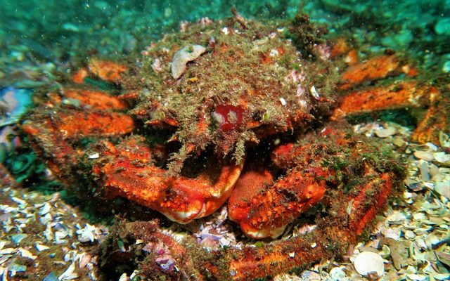 European Spider Crab reference