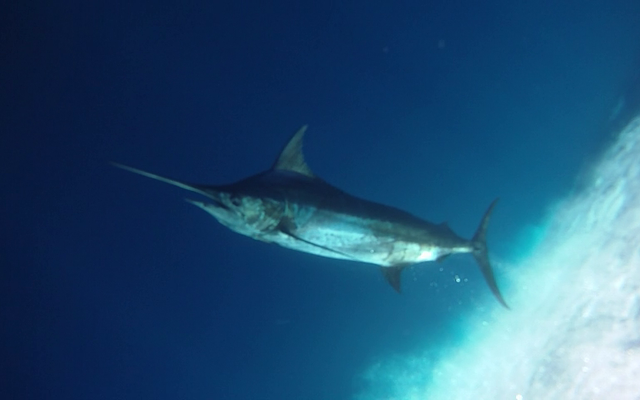 Blue Marlin reference