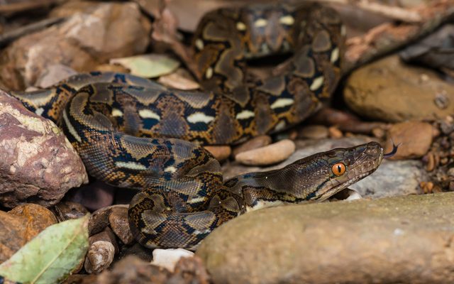 Reticulated Python reference