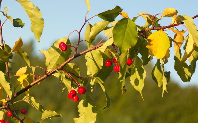 Siberian Crabapple reference