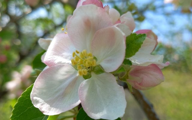 Orchard Apple reference
