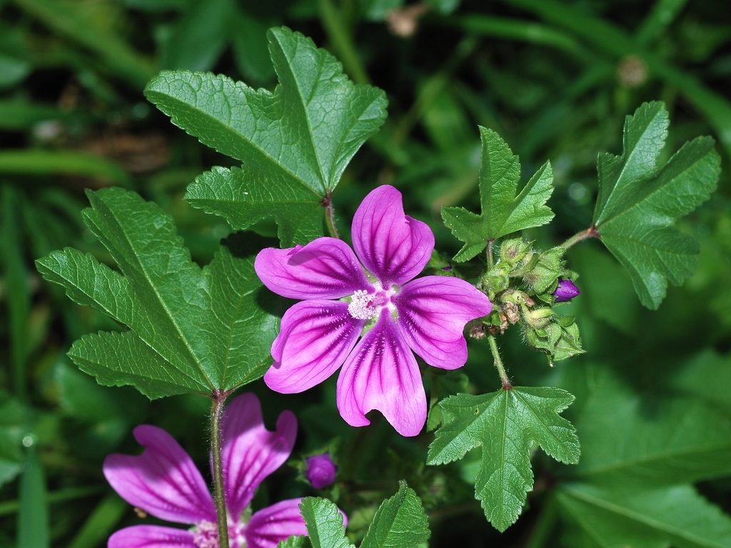 Common Mallow reference