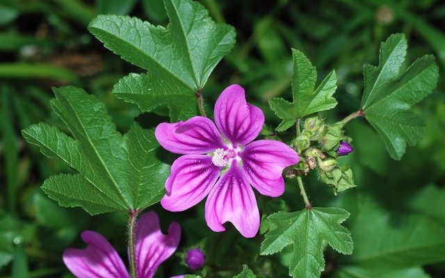 High Mallow reference