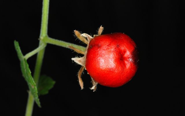 Turk's Cap reference