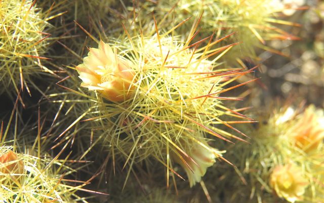 Gold Lace Cactus reference