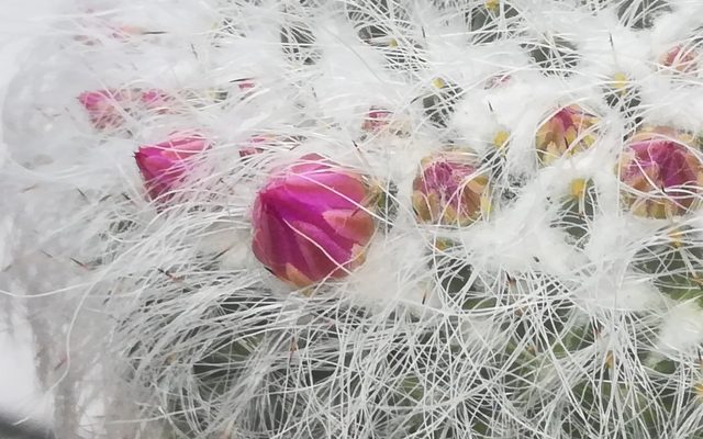 Old Lady Cactus reference