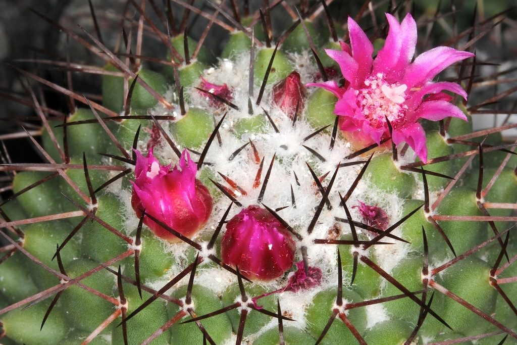 Mammillaria polythele reference