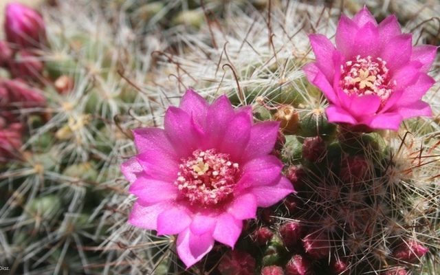 Rose Quartz Cactus reference