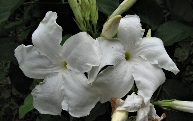 Chilean Jasmine reference