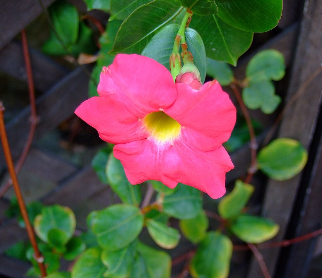 Mandevilla sanderi reference