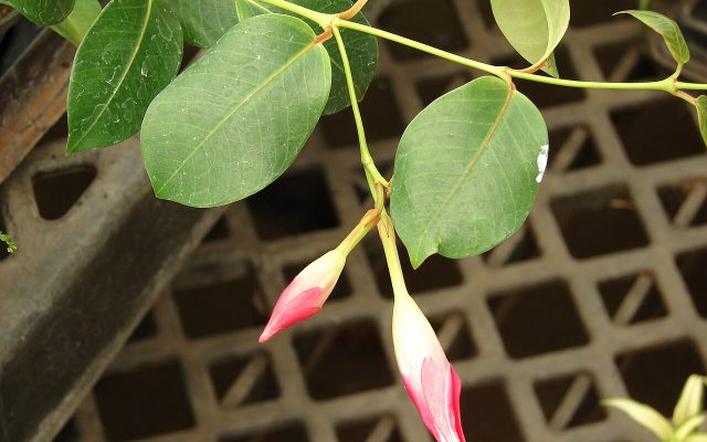 Pink Trumpet Vine reference