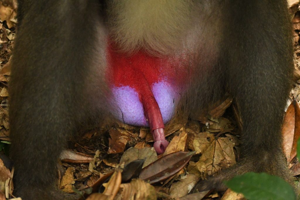 Mandrill reference
