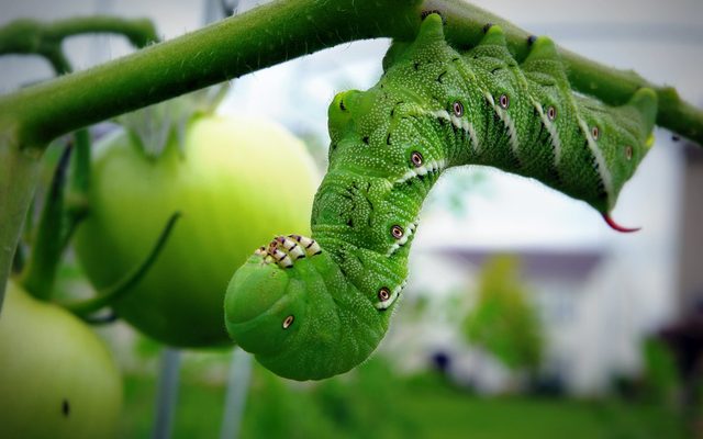 Tobacco Hornworm reference