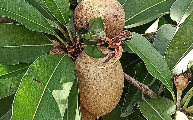 Sapodilla reference