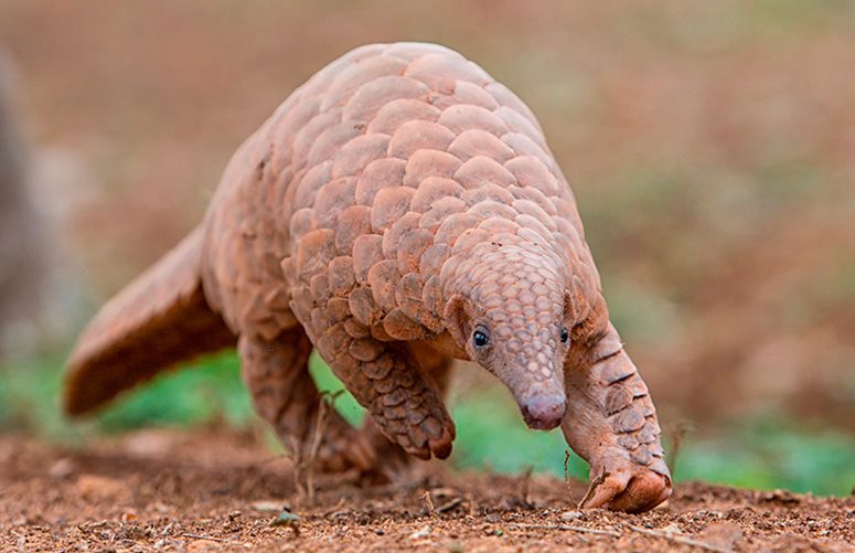 Indian Pangolin reference