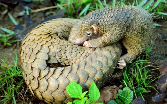 Philippine Pangolin reference