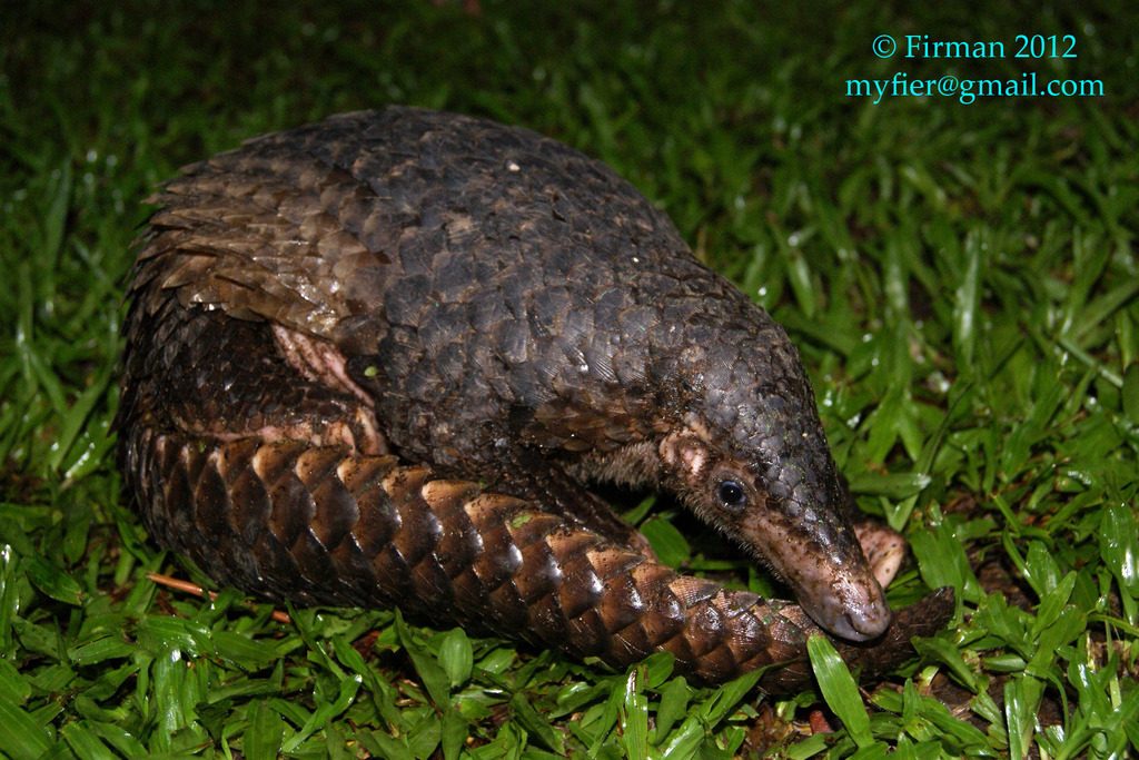 Malayan Pangolin reference