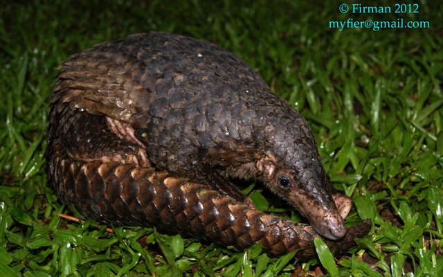 Sunda Pangolin reference