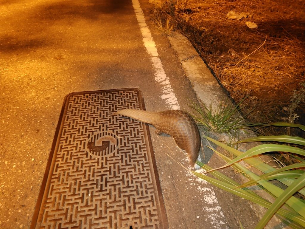 Chinese Pangolin reference