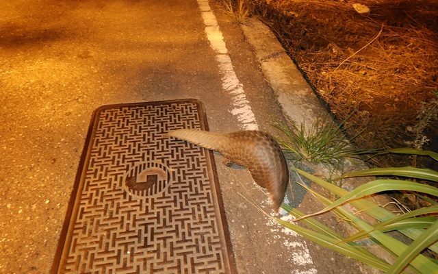 Chinese Pangolin reference