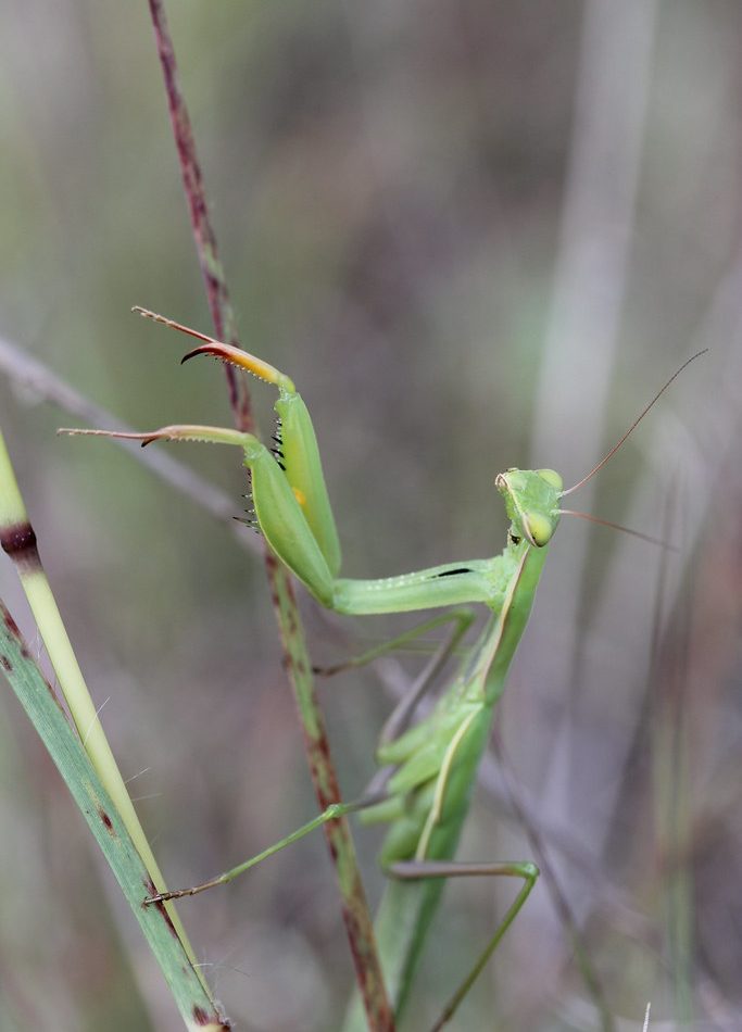 European Mantis reference