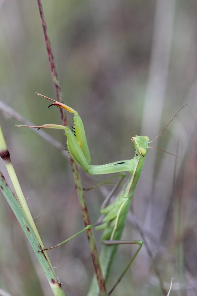 European Mantis reference