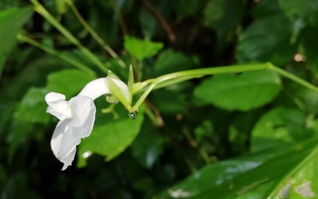 Arrowroot reference