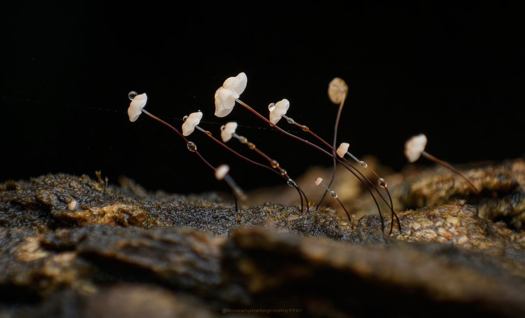 Horsehair Fungus reference