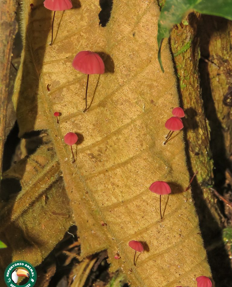 Purple Pinwheel Mushroom reference