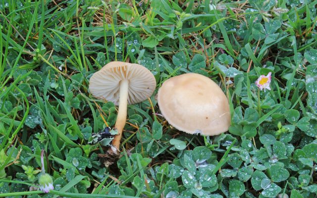 Fairy Ring Mushroom reference