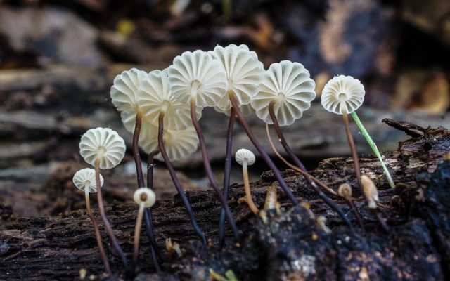 Pinwheel Mushroom reference